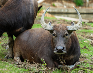 Close up buffalo in the open zoo. Buffalo in Thailand.