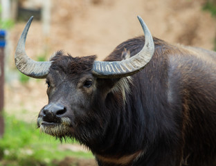 Close up buffalo in the open zoo. Buffalo in Thailand.