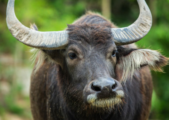 Close up buffalo in the open zoo. Buffalo in Thailand.