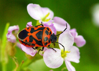Eurydema ornatum, a colorful European shield bug on searocket (Cakile) flowers