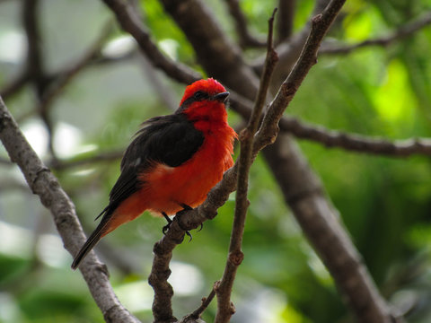 aves
