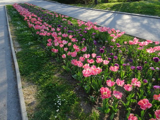 Alley with Pink and Purple Tulips in a City Park