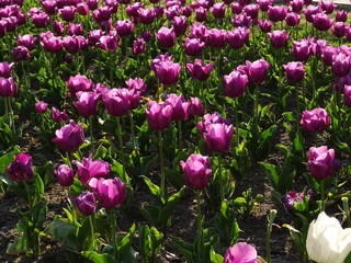 Field of Violet Tulips under Bright Sun Light