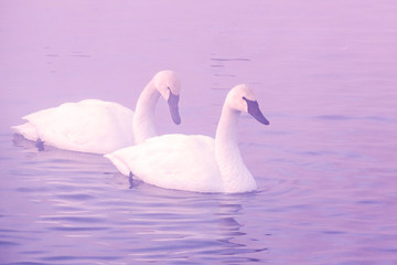 Plakat Swans are playing in open water of a lake at early spring time 
