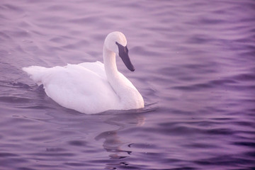 Swans are playing in open water of a lake at early spring time	