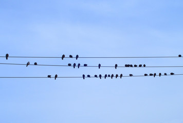birds on cable blue sky electric power line