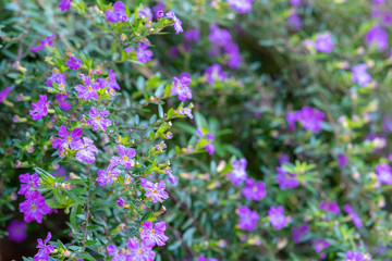 Fototapeta premium Soft focus background of purple heather flowers and green foliage in sunlit garden ~SUNLIT GARDEN~