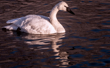 Swans are playing in open water of a lake at early spring time	