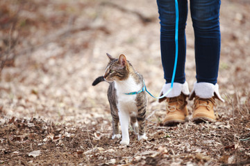 Woman walking  cat on a leash outdoors in nature