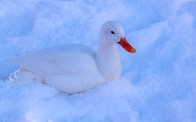 White Pekin duck is playing in winter or early spring time	