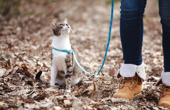 Woman walking  cat on a leash outdoors in nature