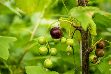 The currant bush, black currant berries are sung on a branch.