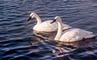 Swans are playing in open water of a lake at early spring time	