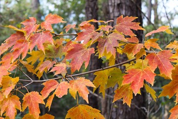 Fall Colors in Florida