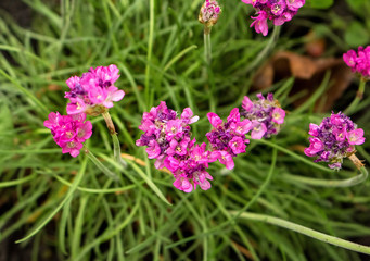 Obraz premium many small pink flowers growing in the garden