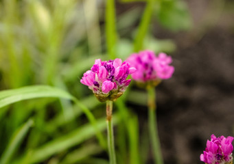 many small pink flowers growing in the garden