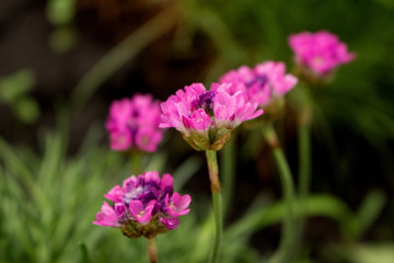 many small pink flowers growing in the garden