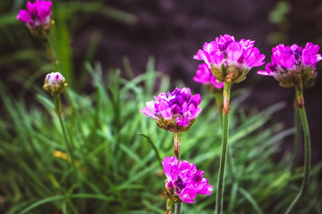 Fototapeta premium many small pink flowers growing in the garden