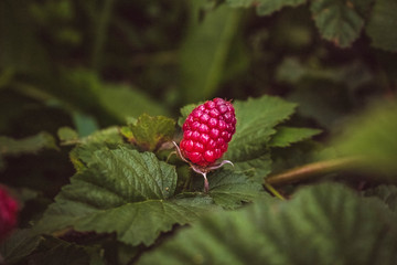 Red berries jemaliny against the background of green leaves of the plant