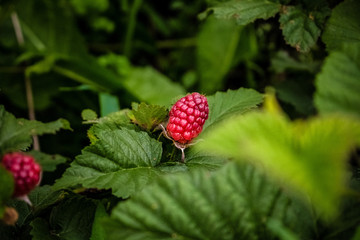 Red berries jemaliny against the background of green leaves of the plant