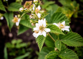 White flowers of blackberries, close-up