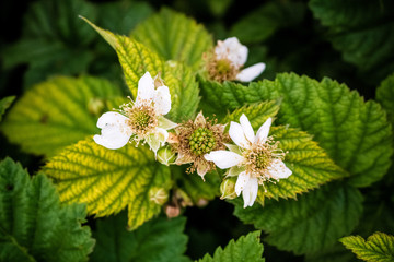 White flowers of blackberries, close-up