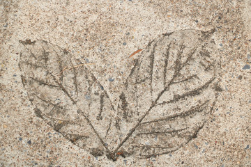Leaf print on cement floor