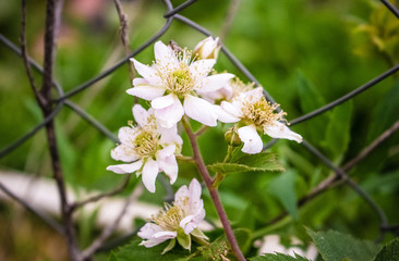 White flowers of blackberries, close-up