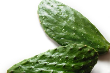 Prickly pear cactus, Opuntia isolated on white background. On the leaves of large drops of water 