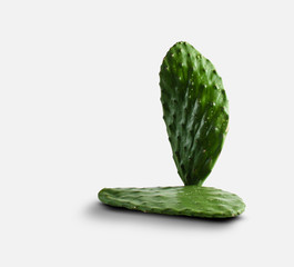 Prickly pear cactus, Opuntia isolated on white background. On the leaves of large drops of water 