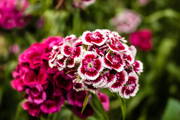 In the garden grow beautiful colorful, bright flowers.  Turkish carnation