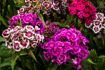 In the garden grow beautiful colorful, bright flowers.  Turkish carnation