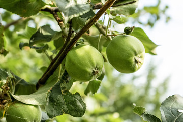 Green apples grow on a branch in the garden