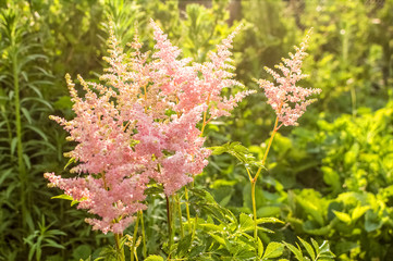 Pink rose flower Astilba grows in the garden