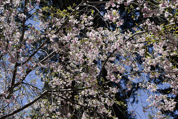 Cherry blossom tree