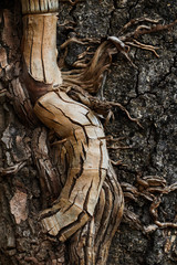 Parasite ivy on tree trunk