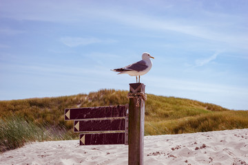 Möve stehend auf einen Pfahl, vor einer Düne - Urlaub Nordsee