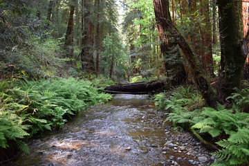 Creek in the redwood forest