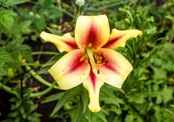 Fototapeta na wymiar Yellow lilies growing in the garden