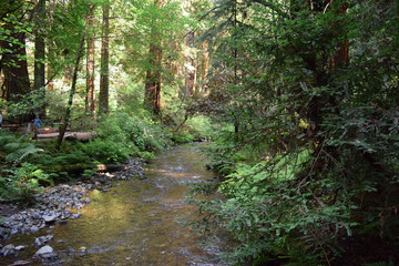 Obraz premium Creek in the redwood forest