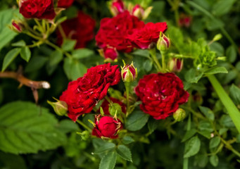 A bush red rose blooms in small flowers
