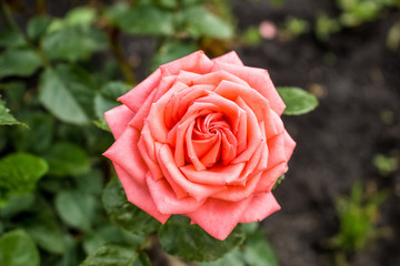 Pink, Coral rose close-up, growing in the garden