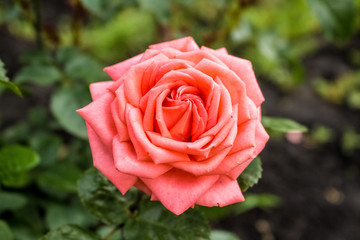 Pink, Coral rose close-up, growing in the garden