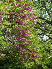 Fototapeta na wymiar Small Pink Blossom on a Spring Tree