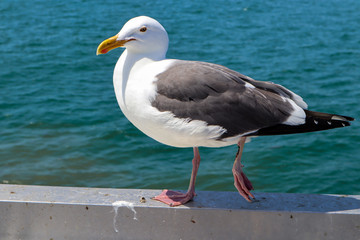Fototapeta na wymiar Seagull standing on the pier