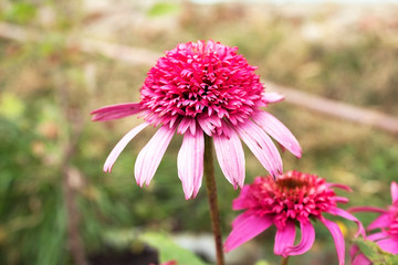 Obraz premium Echinacea flower close-up. A beautiful garden flower.