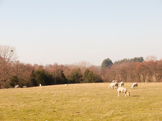 Fototapeta premium Beautiful countryside Dedham water scene outside nature landscape space