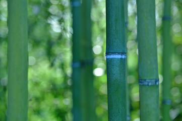 緑の竹林