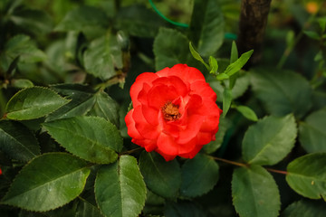 Red rose flower.