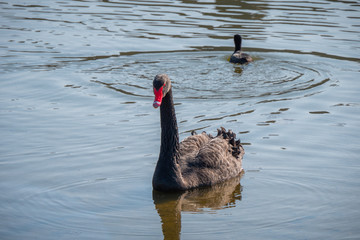 Beautiful Black swan is swimming on a pond